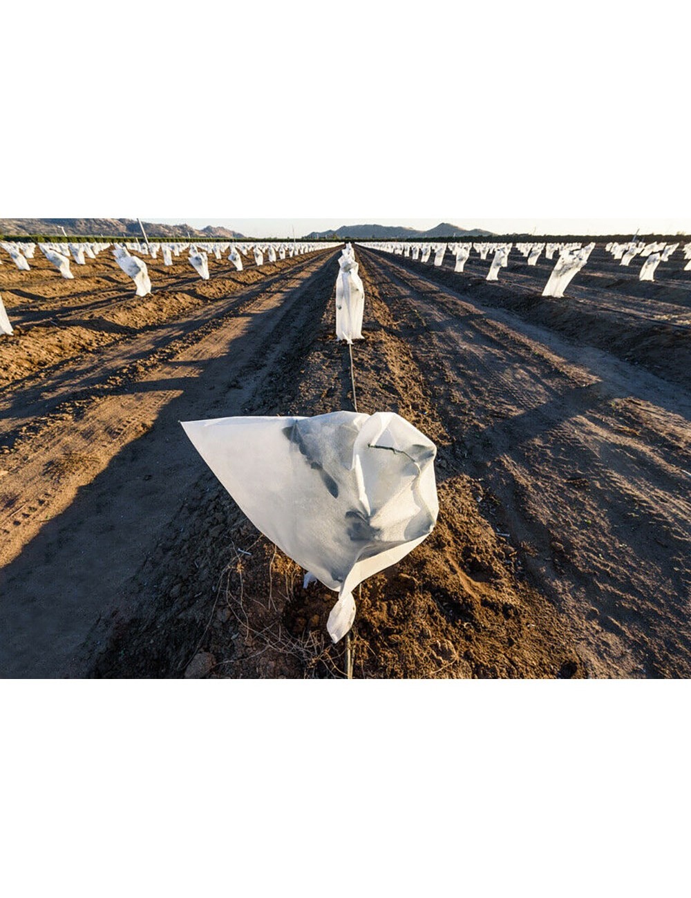 Capuchas de protección de plantas ø1,5 x 1,8 m, 2 unidades