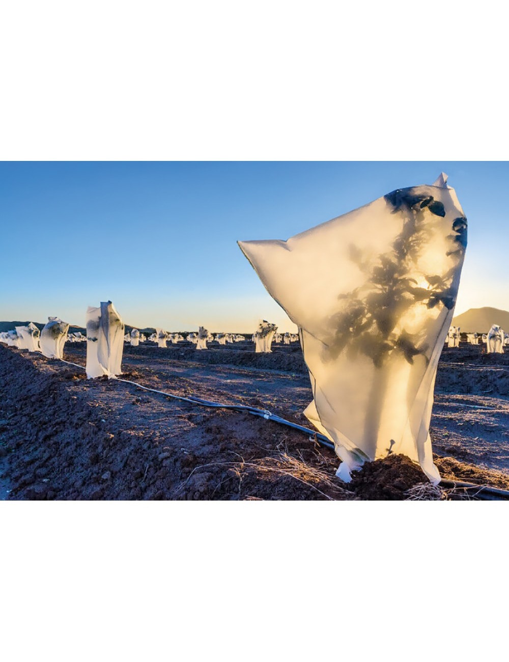 Capuchas de protección de plantas ø1,5 x 1,8 m