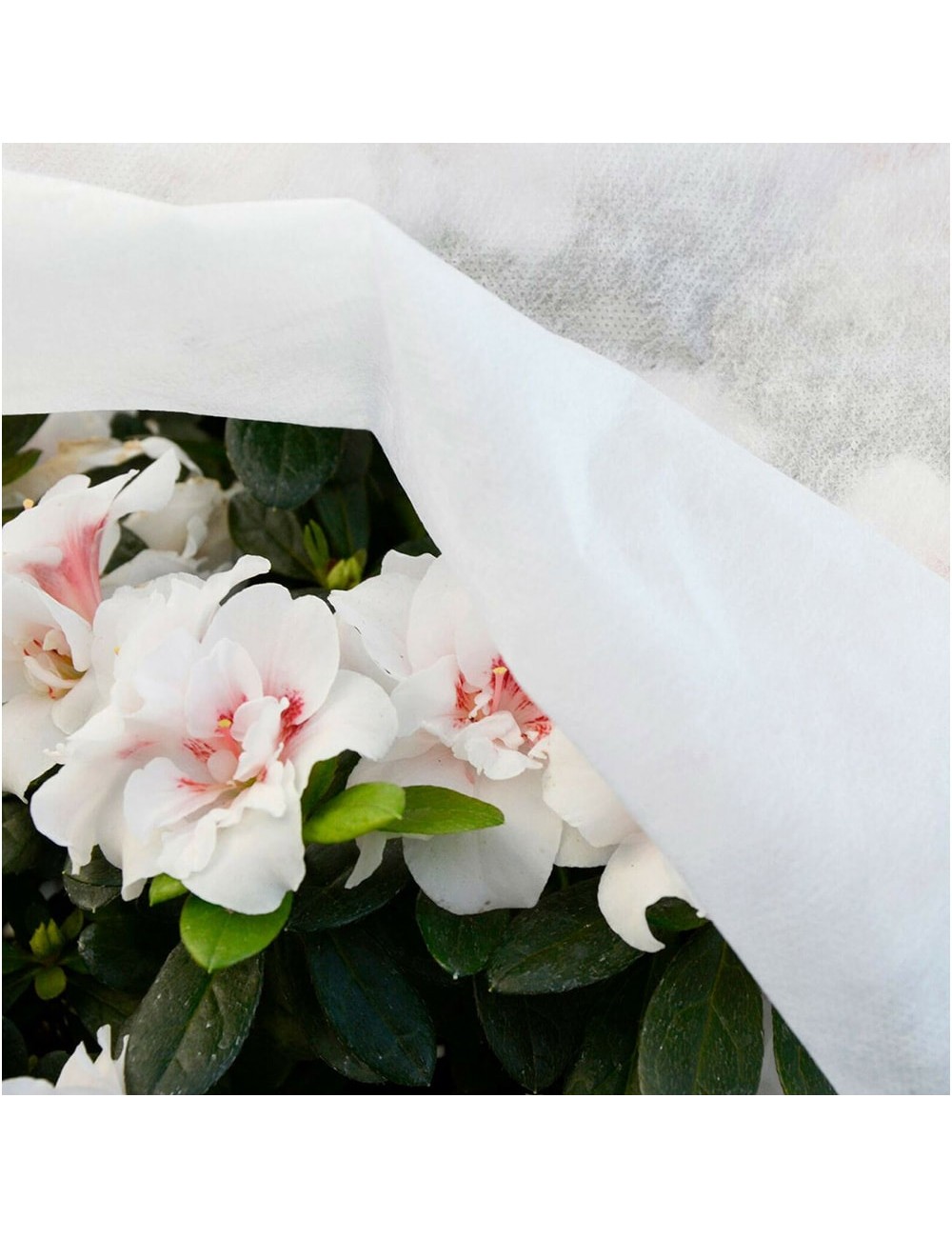 Tela de protección para cultivos 2 x 10 m 17gr/m