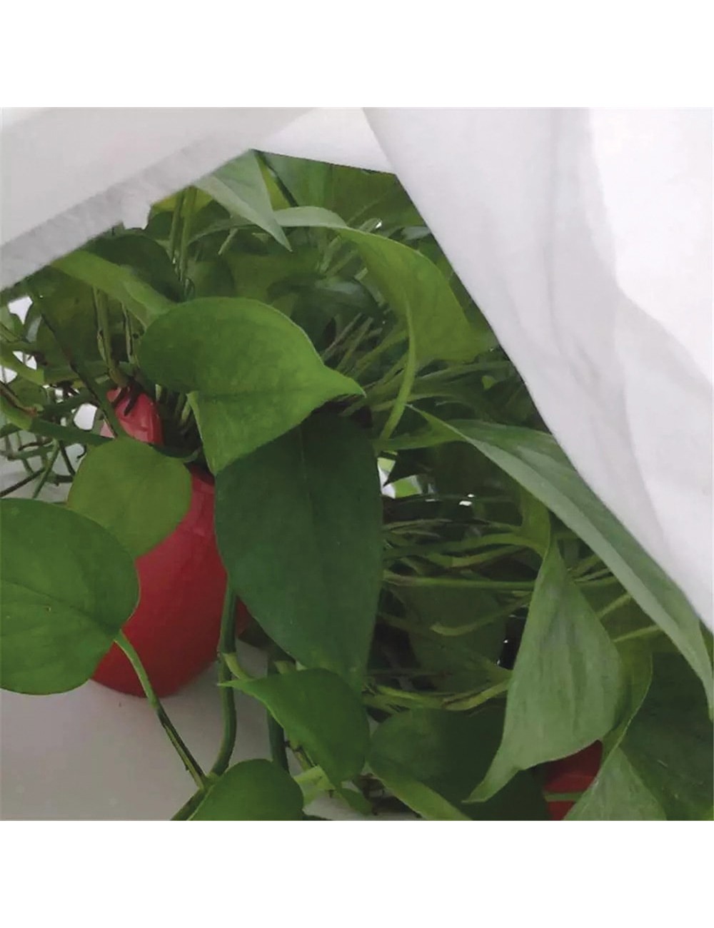 Tela de protección para cultivos 1,5 x 5 m 30gr/m