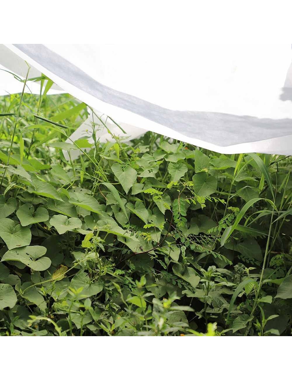 Tela de protección para cultivos 2 x 10 m 30gr/m