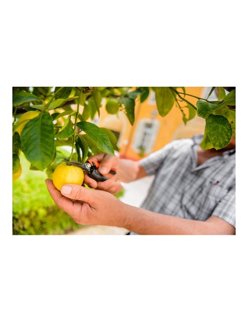 Tijera para vendimia de punta 18. longitud: 18 cm