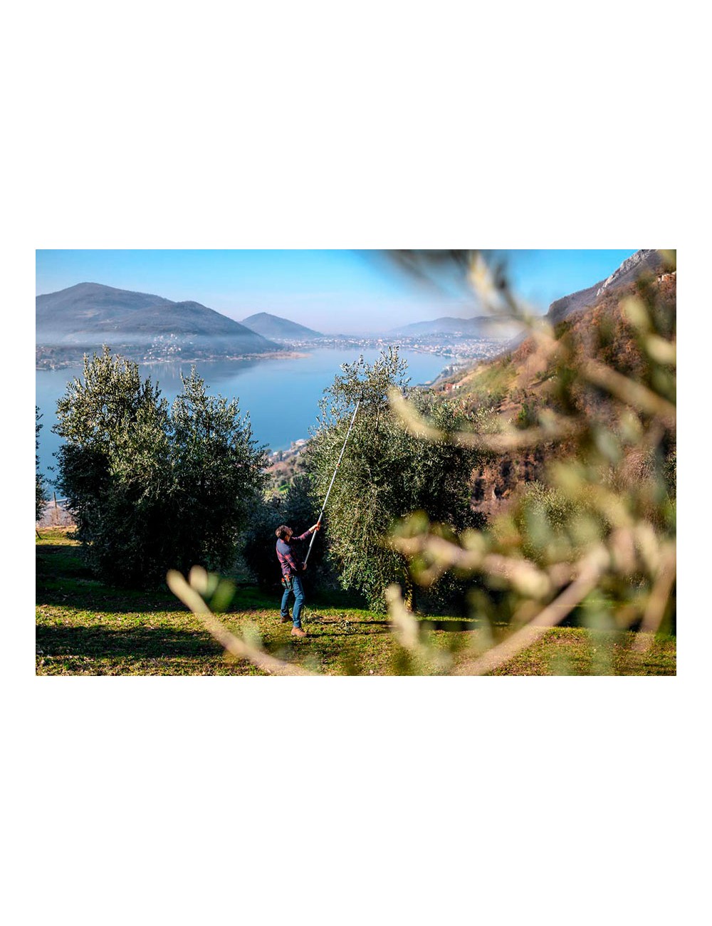 Tijera de mango largo telescópica longitud: 230 - 400 cm